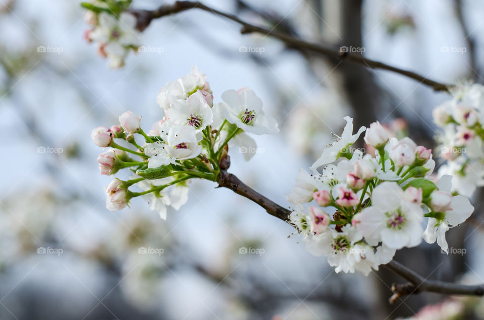 pear tree