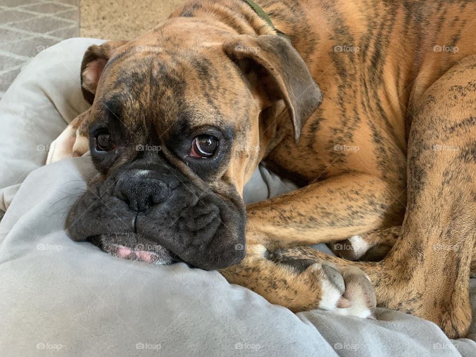Big puppy dog eyes. Our family boxer dog relaxing on his puppy dog bed at home. 