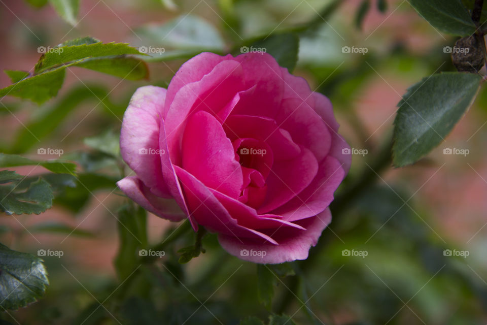 pink rose. pink rose in my garden