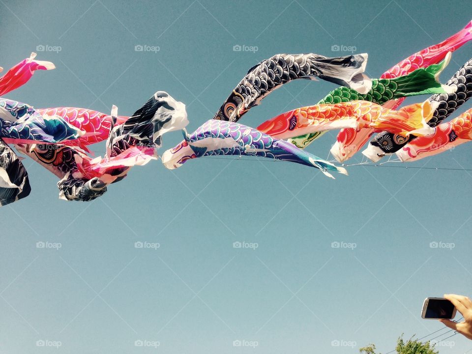 Fish kites 