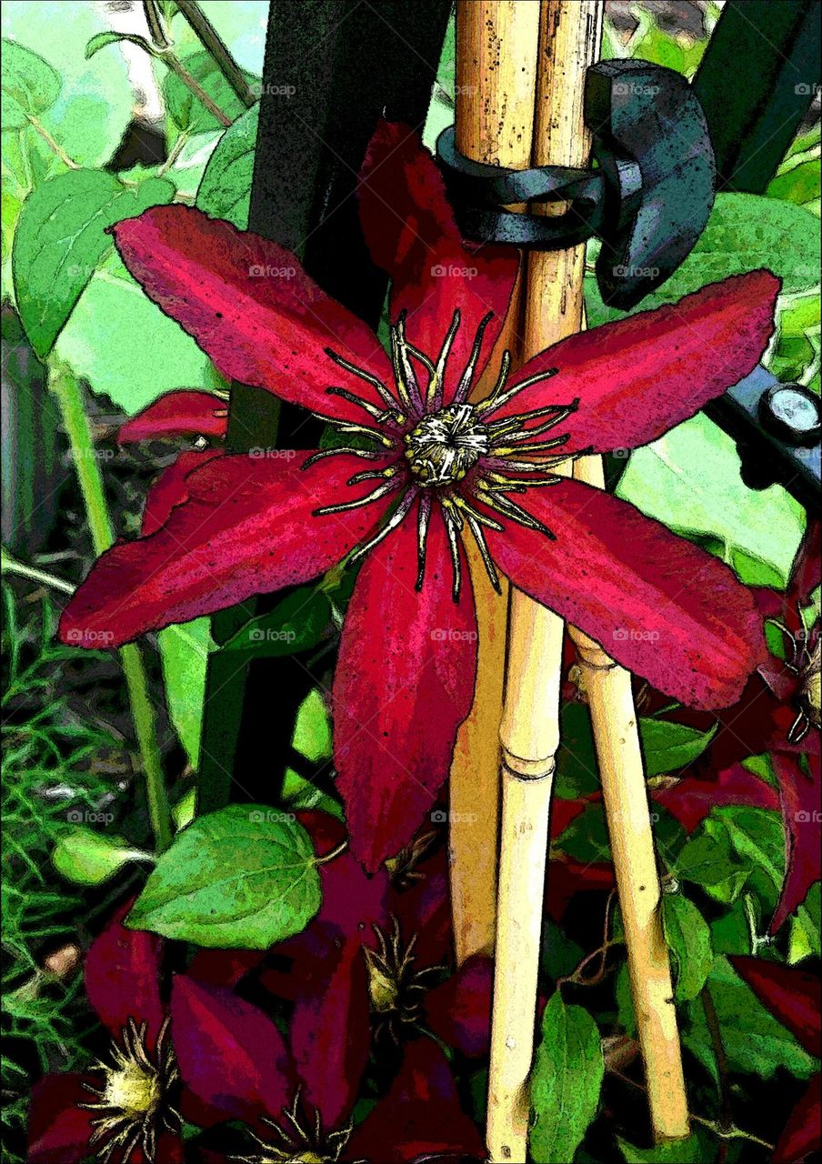vibrant clematis 