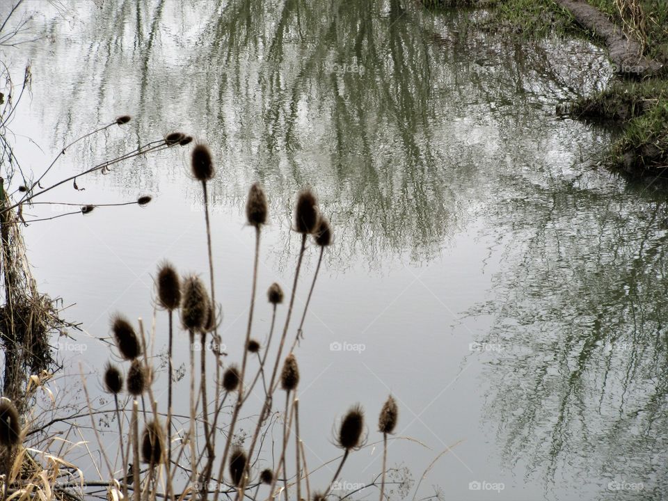thistles and reflection