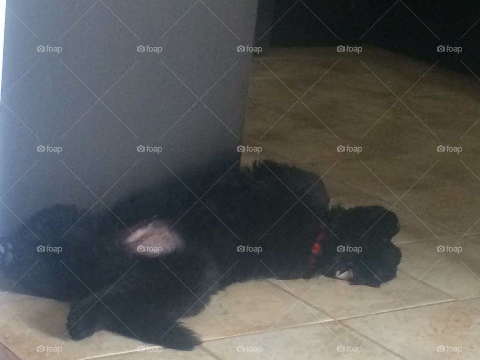 Dog, No Person, Mammal, One, People