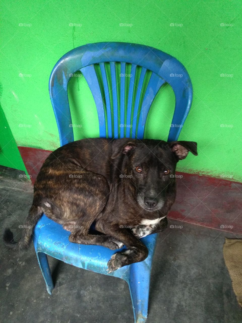 black dog sitting in chair