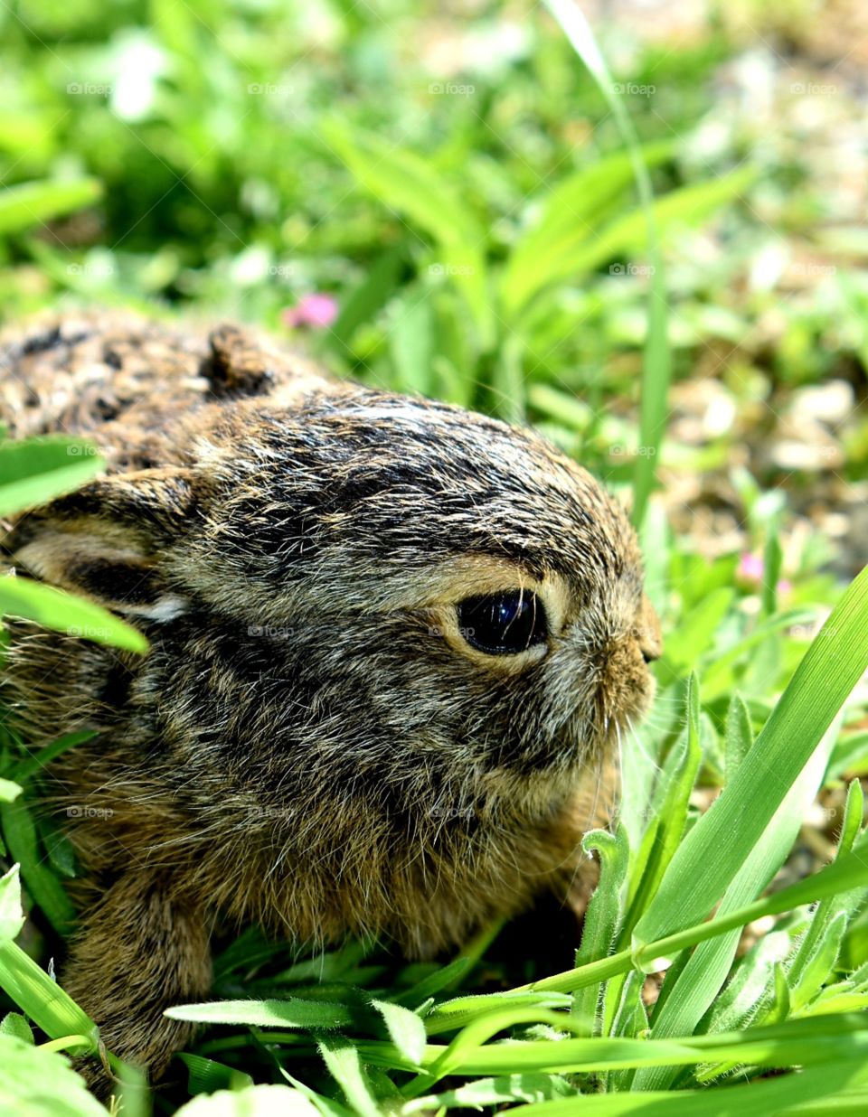 wild rabbit