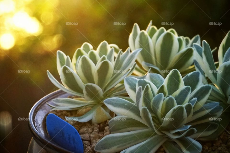 Succulent plant in sunset