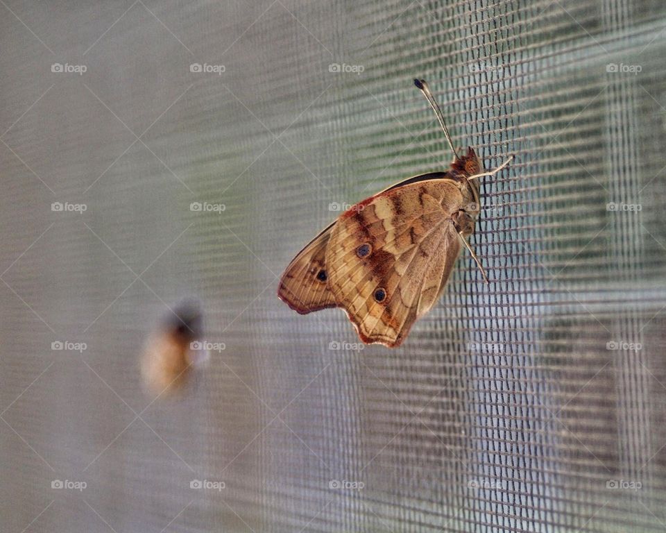 Butterfly leaving it’s cocoon