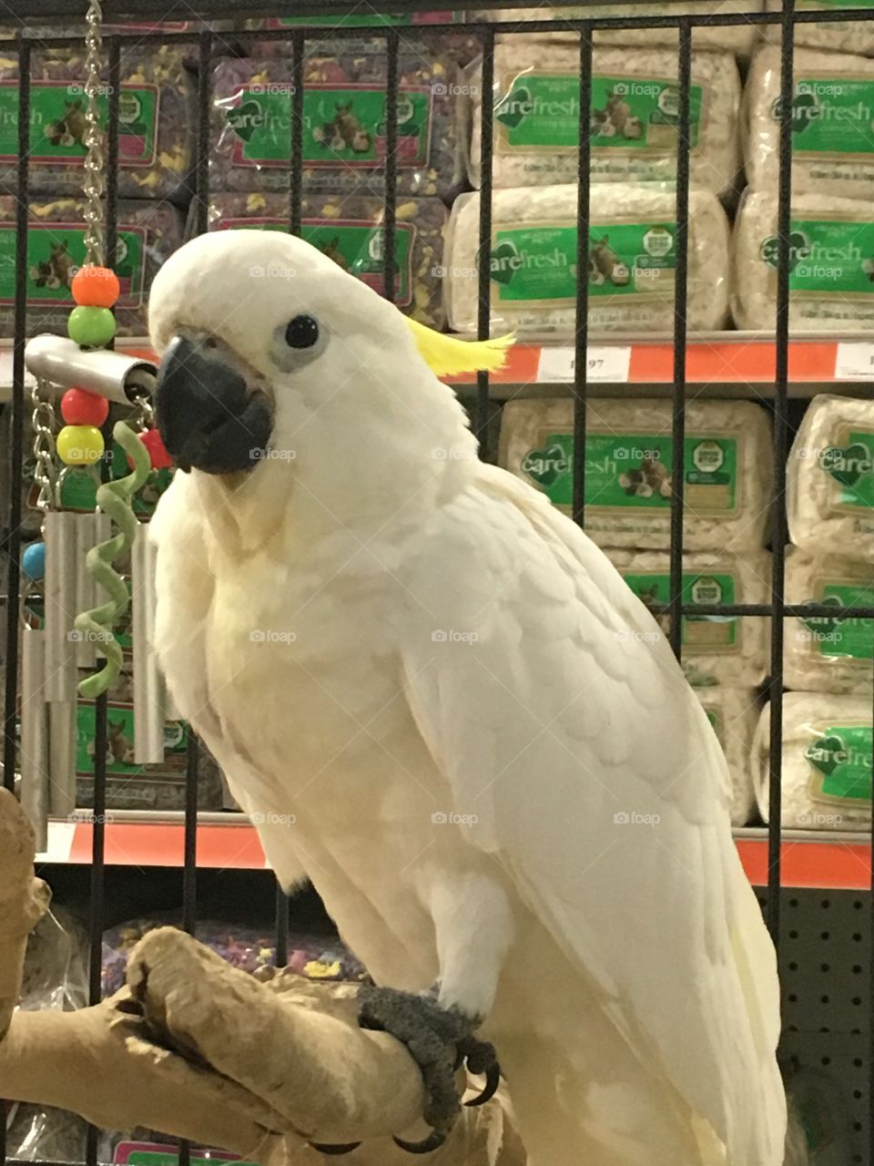 White parrot at the pet store 
