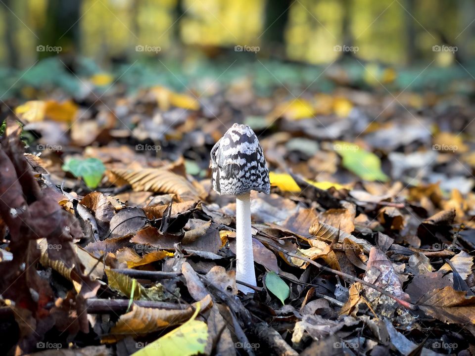 Mushroom in the forest 