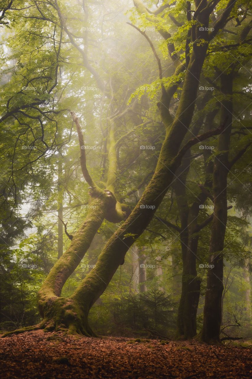 Deep in the forest, there is an old conflict between good and evil, light and dark. It’s calm and quiet.