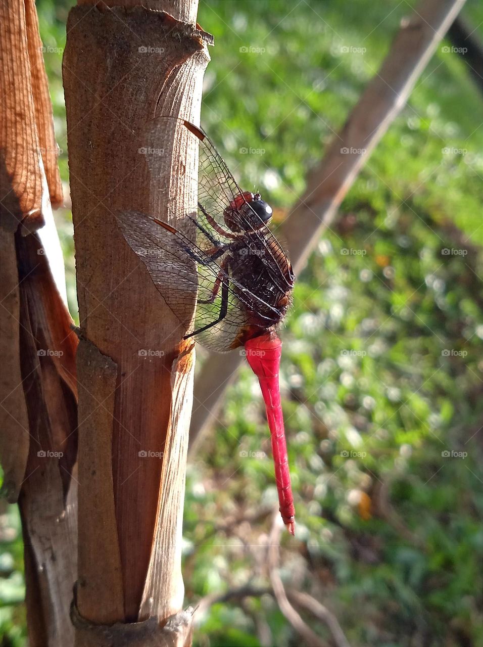 Dragonfly with grey eyes, brown body and red tail.