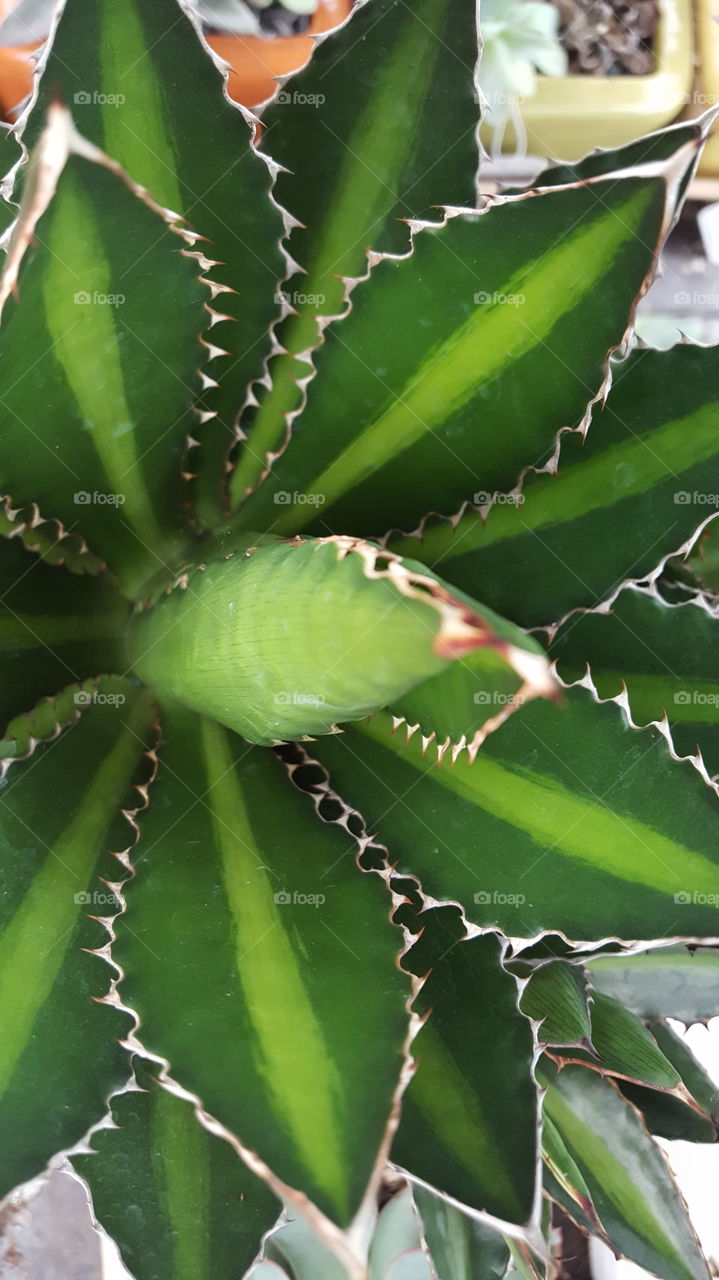 agave