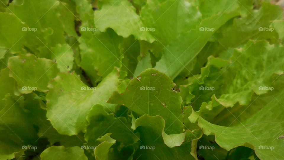 lettuce texture