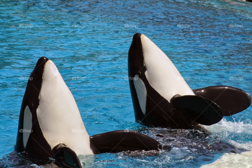 Orcas in Sync. These animals are so beautiful. Why do they have to be in captivity. :(