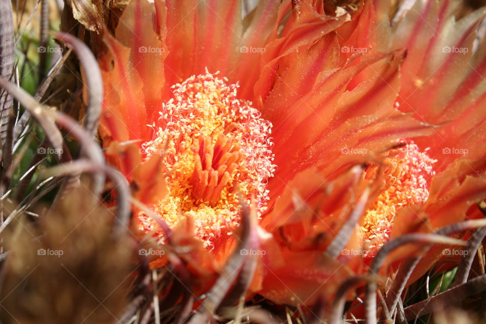 barrel cactus flower