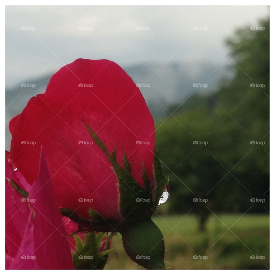 Raindrop on rose. This rain soaked beauty with a smoky mountain backdrop caught my eye. 
