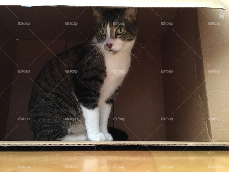 Cat in the box. Cantankerous cat finds a box to claim as his own