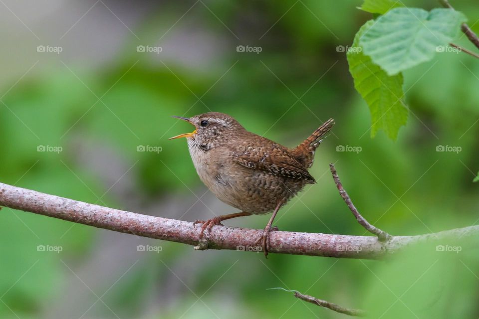 Winter wren singing on a tree