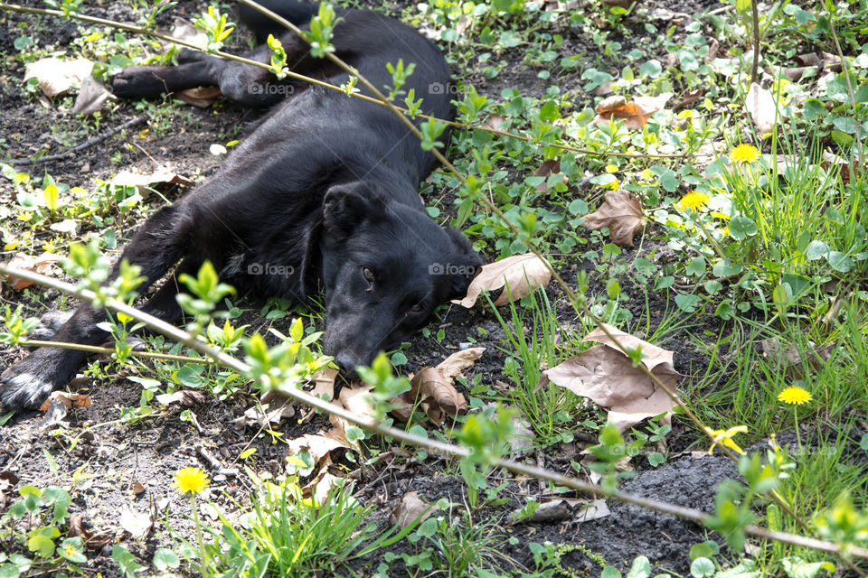 Dog in park looking at camera. Dog lying in the ground in the park