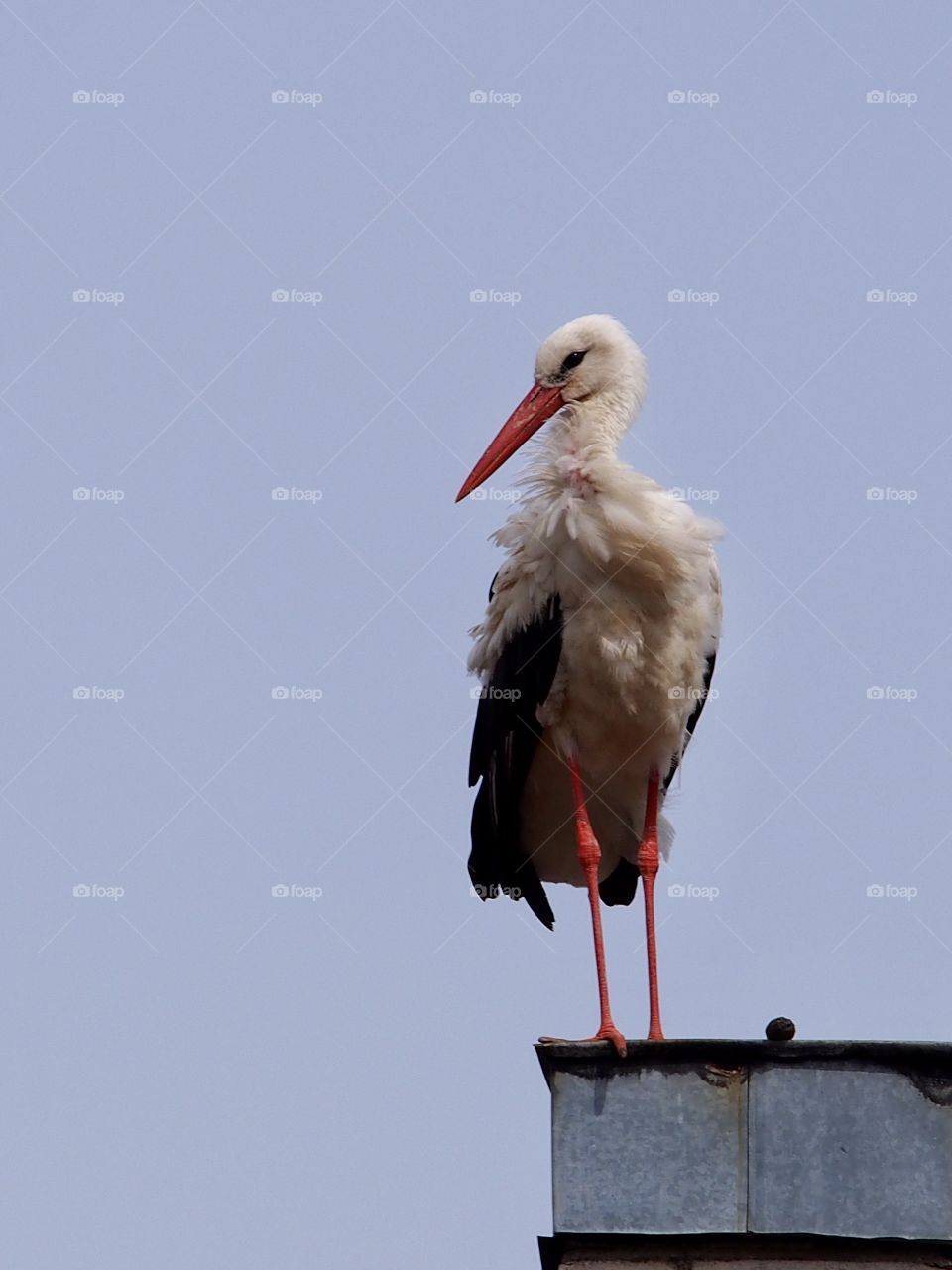 Stork