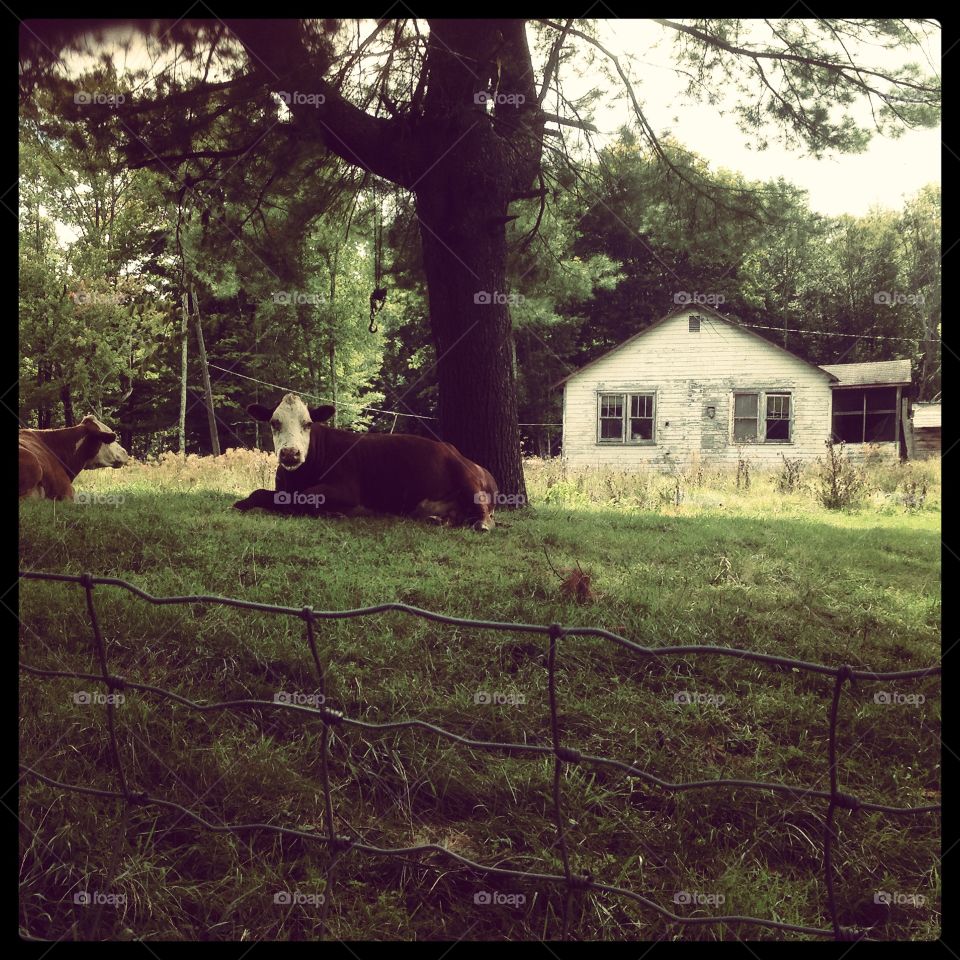 Cows . Cows in front of an abandoned bungalow colony in the Catskills