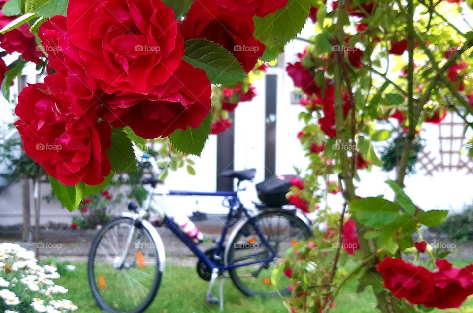 A Bike Framed In Roses