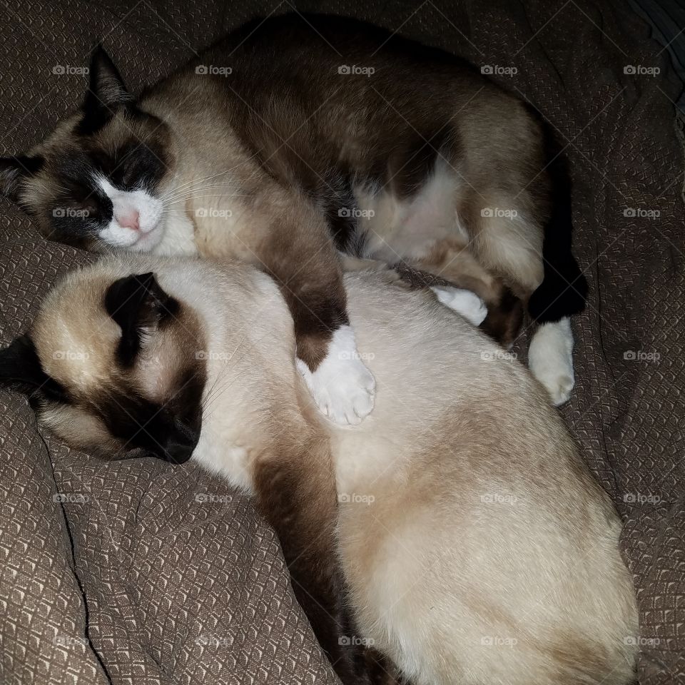 cuddle kitties