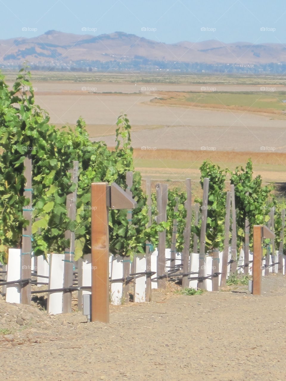 Vineyard with a view 