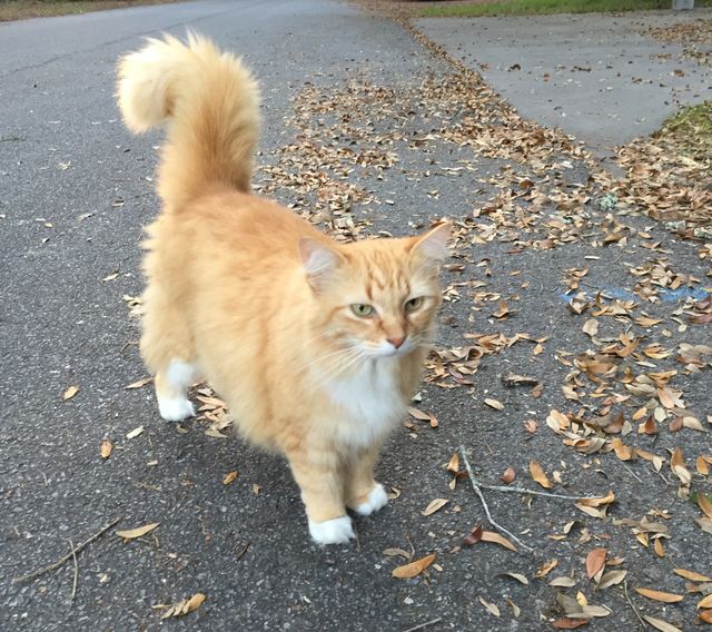 Portrait of a cat