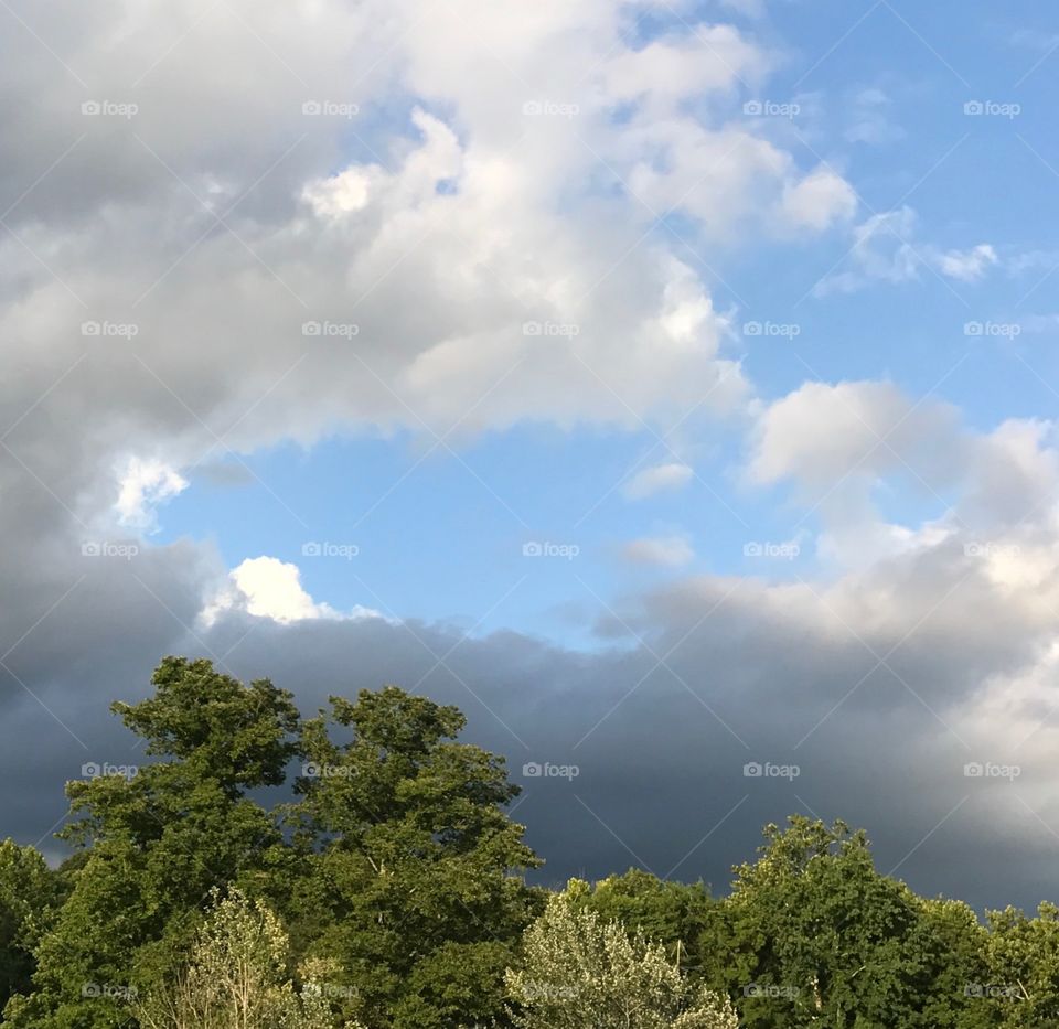 Over the treetops in my neighborhood on my daily evening walk with my best furry friend, Dexter!