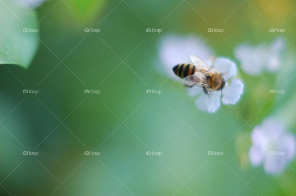 Bee