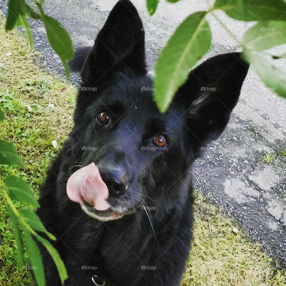 Tongue out day? Old German Shepard