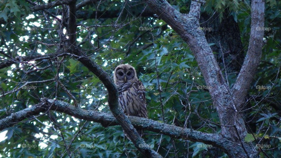 owl surrounded by green foliage