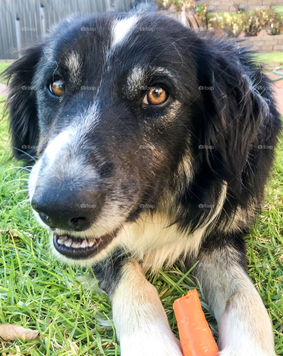 Smiling dog, border collie sheepdog with carrot grinning 