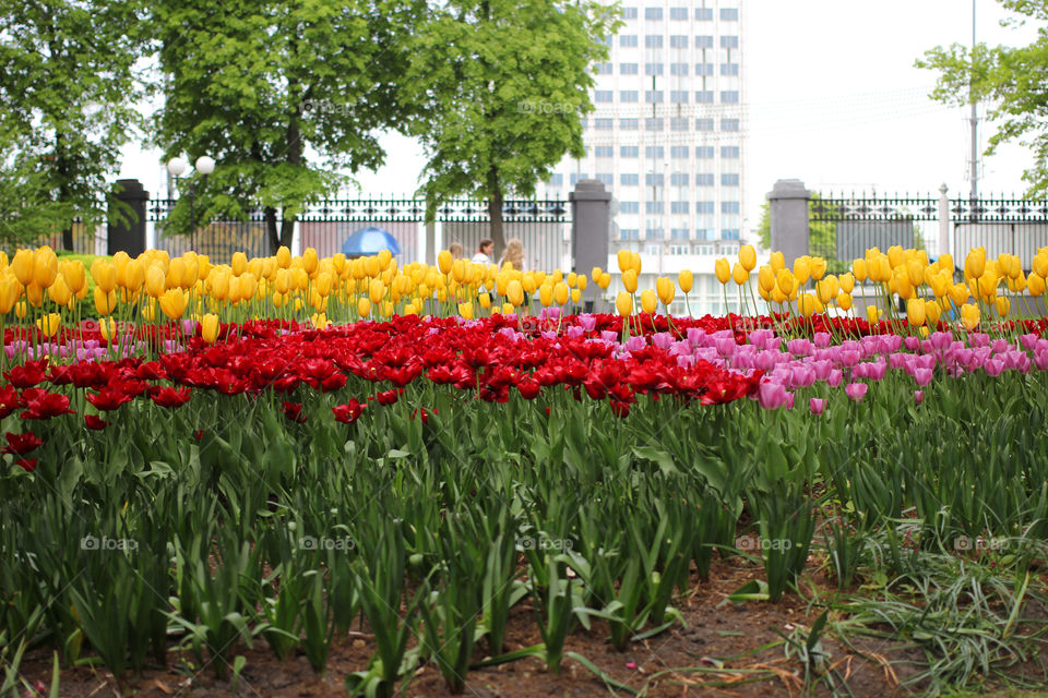 Tulips in the city park