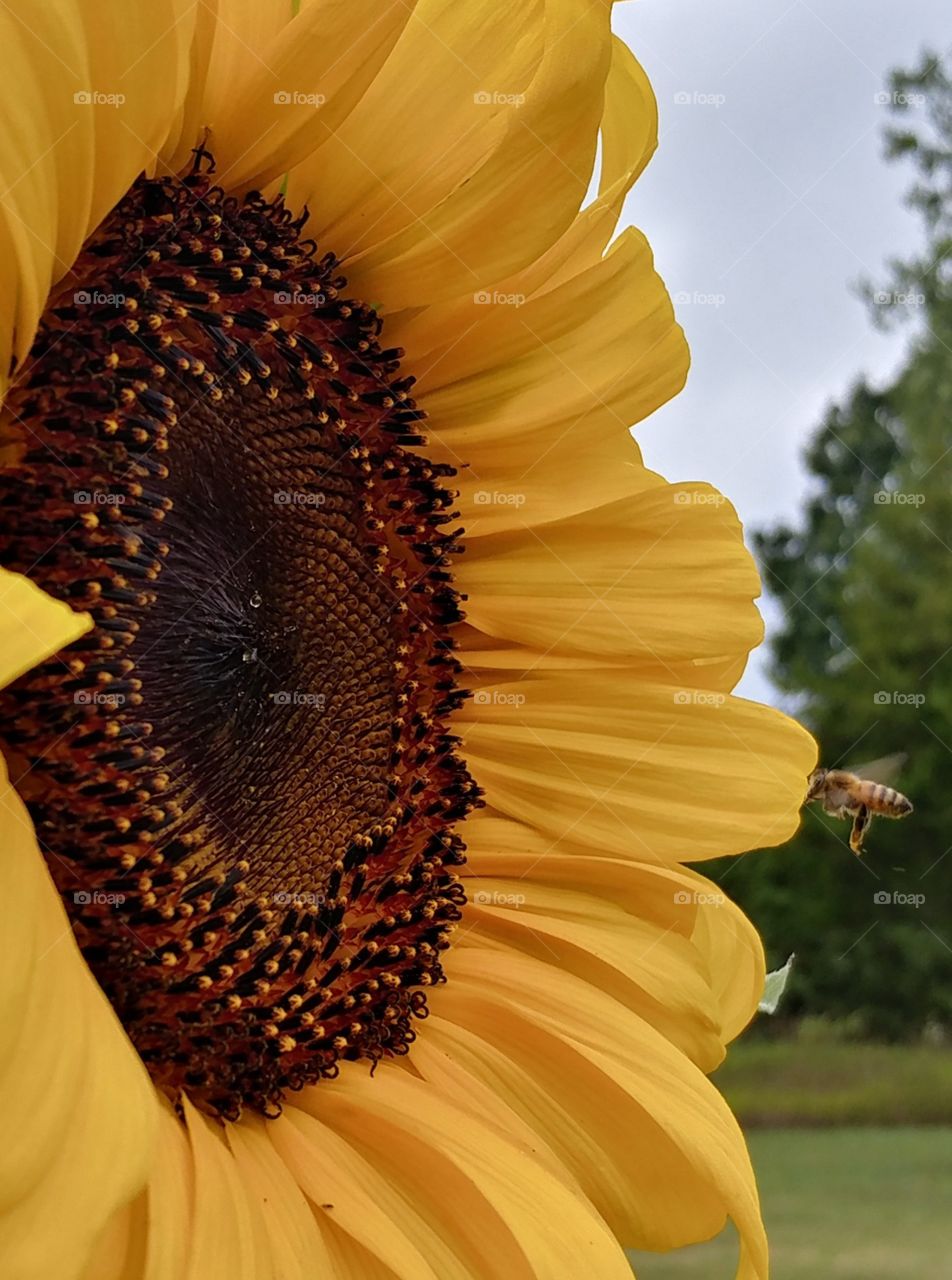 Sunflower and Bee !!
