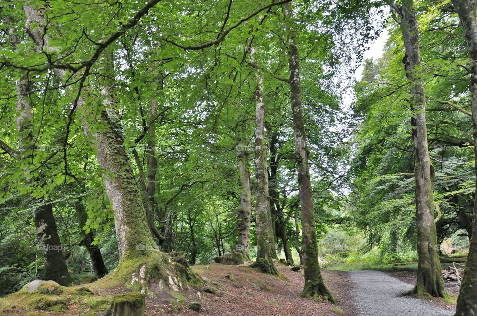 Irish forest 