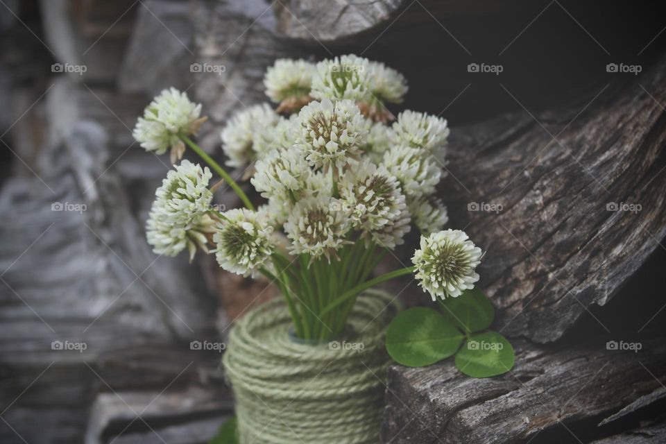 Bouquet of clover flowers 