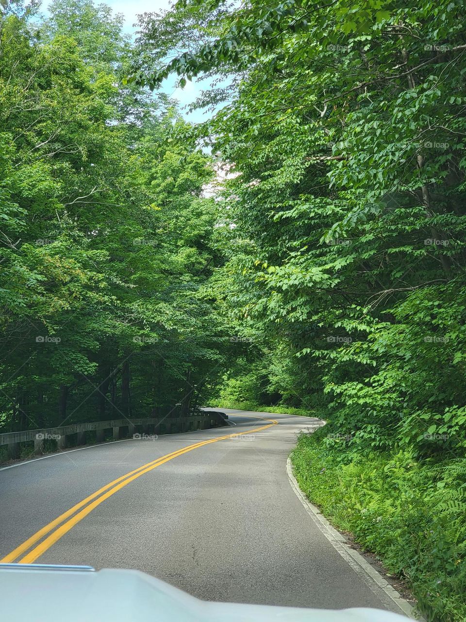 winding paved road leading into a green forest