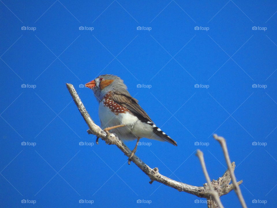 Zebra finch . Male category species of zebra finch . Identify of unique finch spread for asian ( include australia ). Orange beak to the red eyes for black into the black round . Good different with the female one by its cheek for yellow - brown .