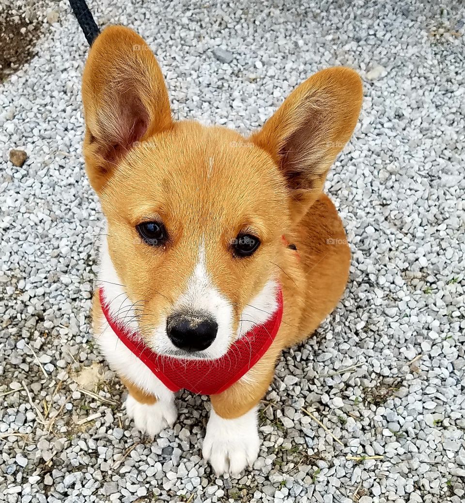 Cuteness Overload Corgi Puppy
