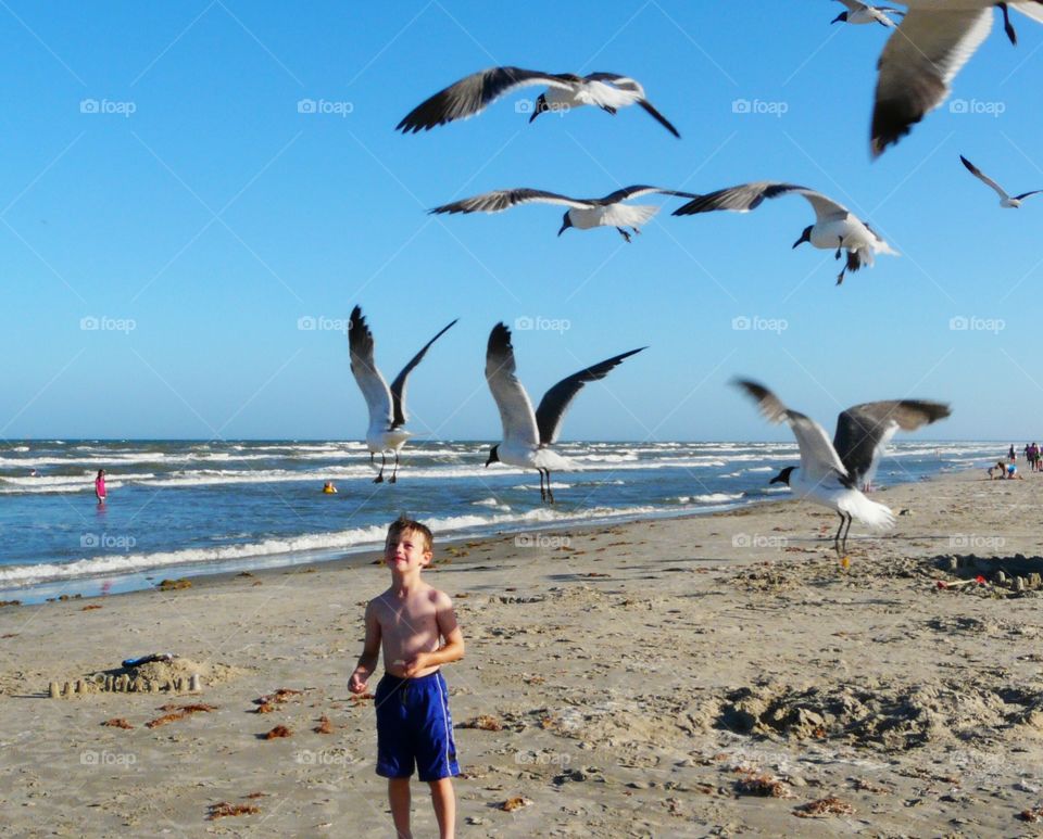 Flock of seagulls. 