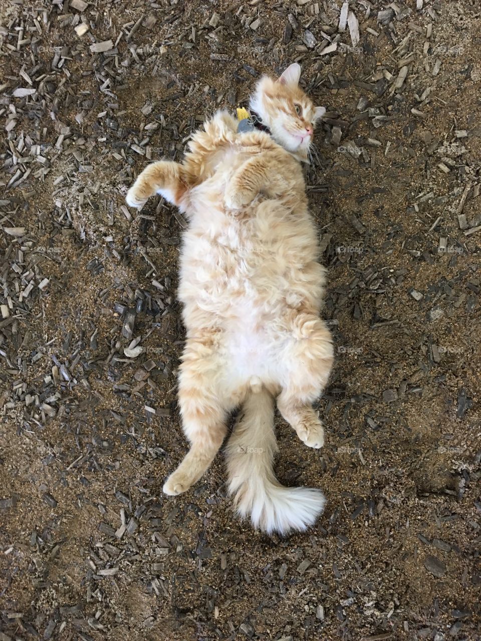 Fat orange cat on back on barn floor