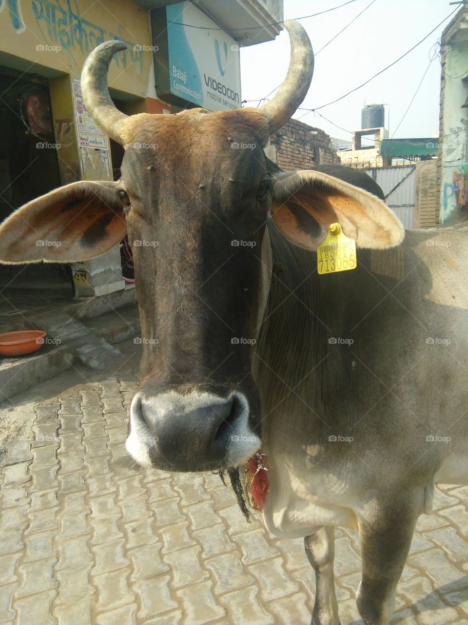 cow in the street