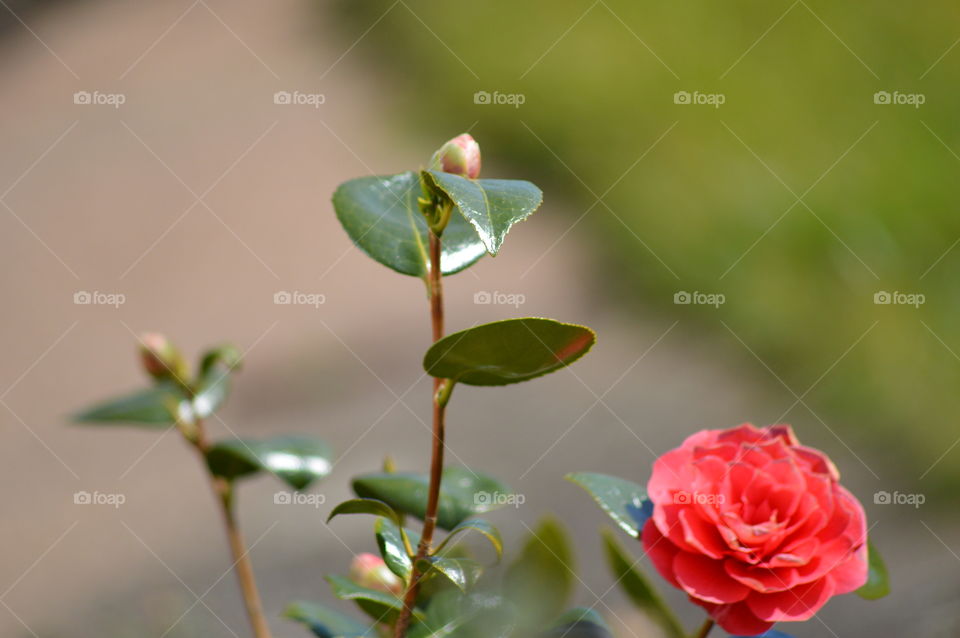 Close-up of red rose