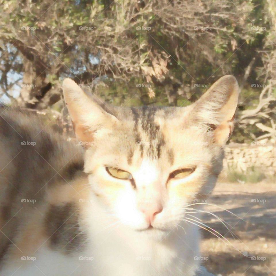 Beautiful cat looking at camera