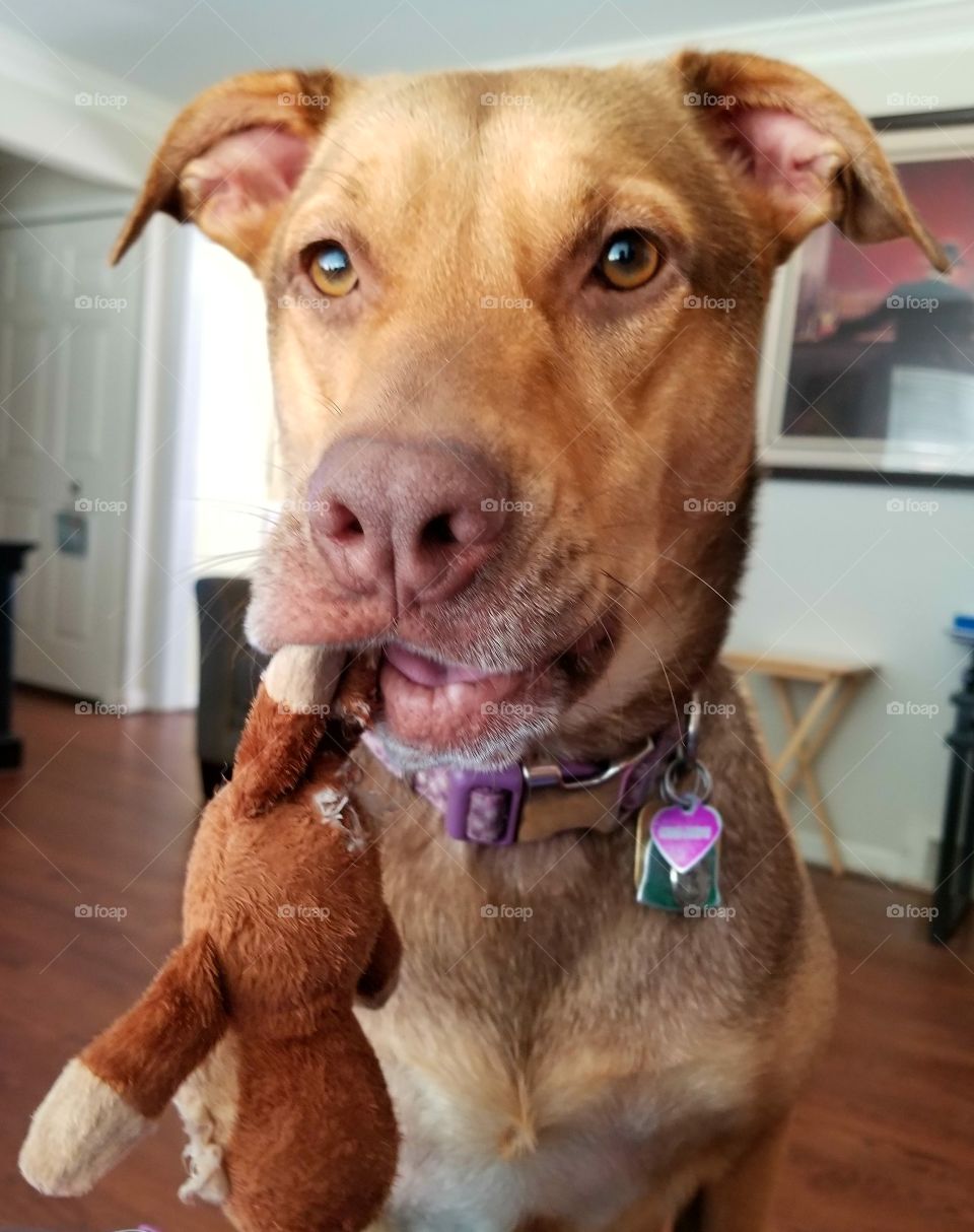 Paris and her little monkey toy.