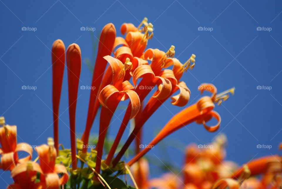 Orange flowers against blue sky