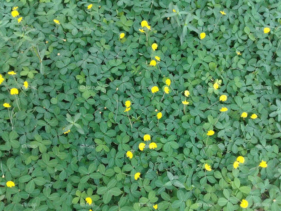 Beautiful little yellow flower.
