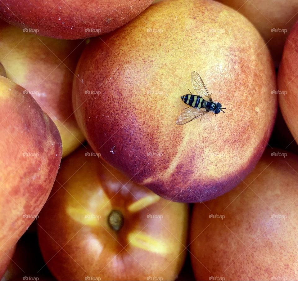 Hoverfly on a nectarine 